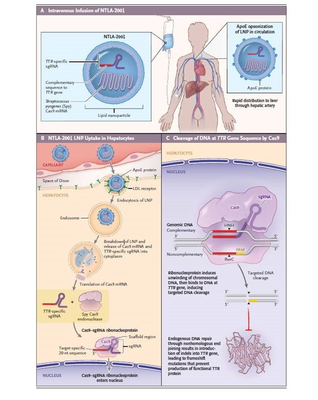 Scientific diagram showing A) Intravenous infusion of NTLA-2001, B) NTLA-2001 LNP Uptake in Hepatocytes, C) Cleavage of DNA at TTR Gene Sequence by Cas9