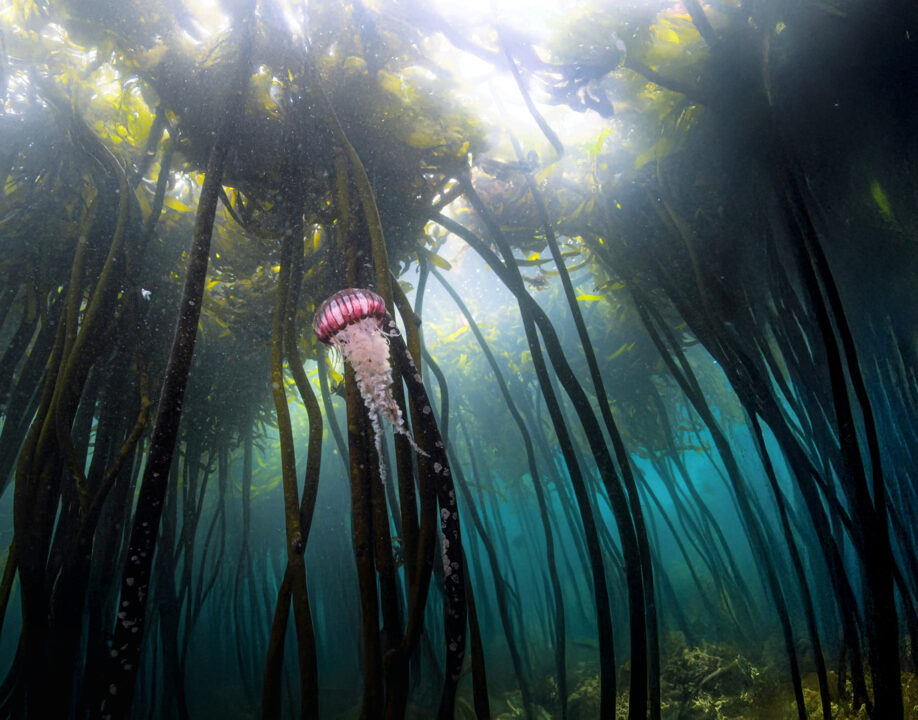 jellyfish in light sea